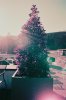Bay Tree Lomochrome.jpg