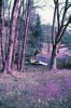 Cabin in Lomochrome.jpg