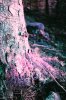 Larch Stem Lomochrome.jpg