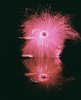 Burning Lomochrome.jpg