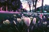 Crocus Lomochrome.jpg