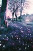 Crocus Lomochrome Sunflare.jpg