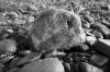 Rock 01.jpg