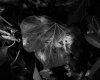 Dark Leaf 01.jpg
