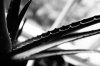 Sharks-Tooth Plant.jpg