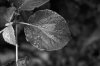 Garden 07.jpg
