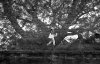 Canalside tree.JPG
