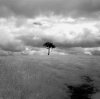 Lone tree, Bleasdale.JPG