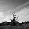 Tree & Two Figures.jpg