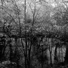 Trees by river 07 sq.jpg