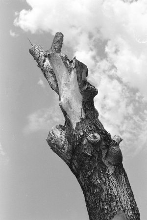 scan_0028.jpg
