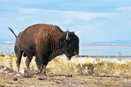 A Bison on antilope island, Utah, USA.jpg