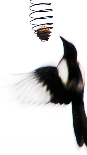 A magpie.jpg