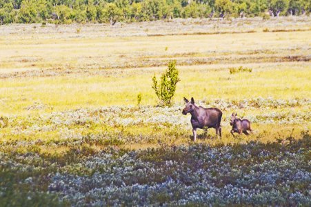 Dovre Mountain, Norway..jpg