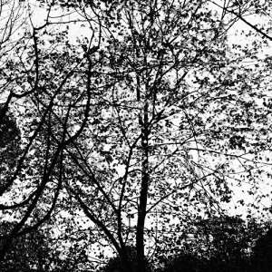 Sun Through Leaves (1).jpg