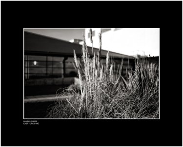 Pampas Grass East Yorkshire England.jpg