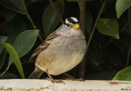 birds in a bush #129.jpg