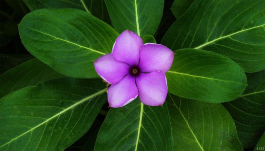 flowers_stacked_133.jpg