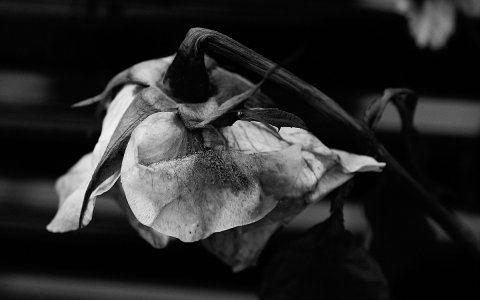 Fleur de Mort 2b.jpg