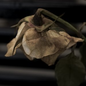 Fleur de mort 2.jpg