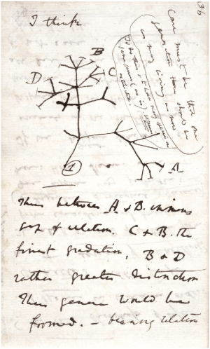 Charles-Darwin-tree-of-Life-sketch-from-notebook-B-1837-Reproduced-by-kind-permission.png