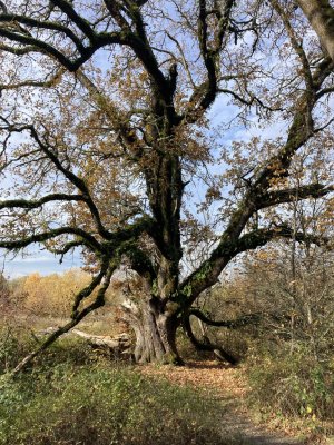 400 y.o. oak - small.jpg