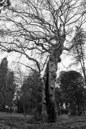 dc-lx100m2-PAN9341_02.jpg