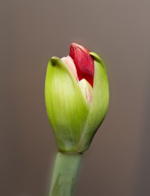 emerging amaryllis.jpg