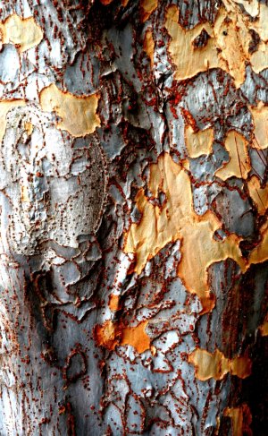abstract tree bark.jpg