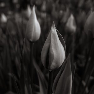 dc-lx100m2-PAN9842.jpg