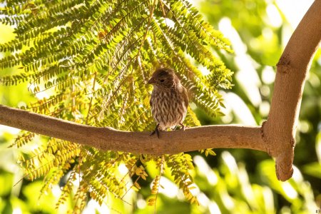 baby dove #3.jpg