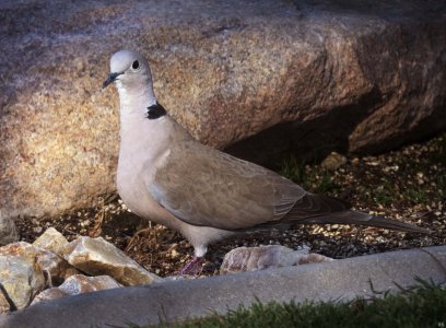 dove #6.jpg