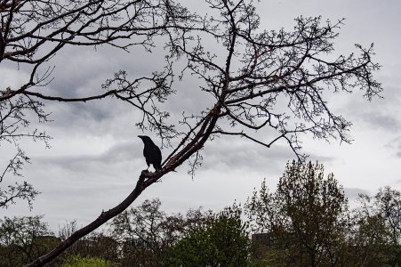 a raven in london. kopi.jpg