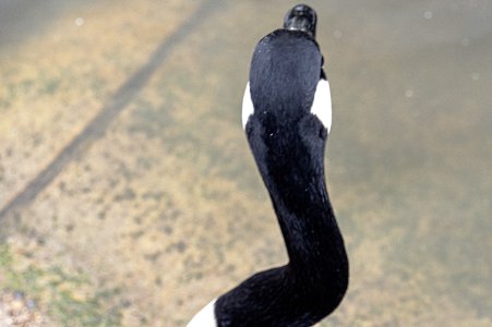 The black Swan.jpg