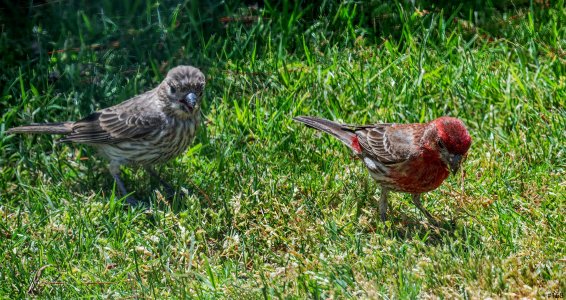 birds in a bush #168.jpg