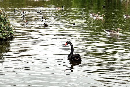 The black swan in the pond, St. James's garden.jpg