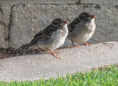 birds in a bush #169 (revised 3).jpg