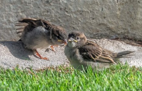 birds in a bush #175 (revised).jpg