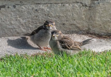 birds in a bush #177 (revised).jpg