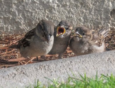 birds in a bush #181 (revised 2).jpg