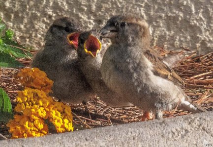 birds in a bush #182 (revised 3).jpg