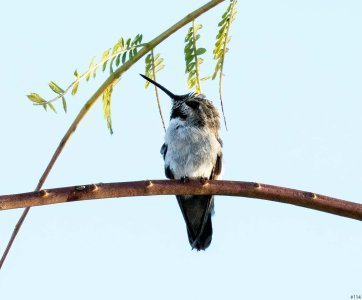 hummingbirds in a bush #114.jpg