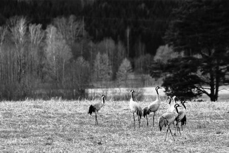 Cranes in Sweden, 27.04.2024..jpg