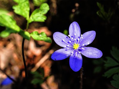 Hepatica flower.jpg