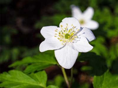 windflower.jpg