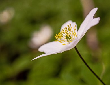 winter flower new angle.jpg