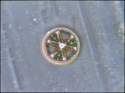 Optiphot Diatoms-3.jpg
