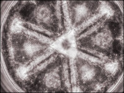 Optiphot Diatoms-1.jpg