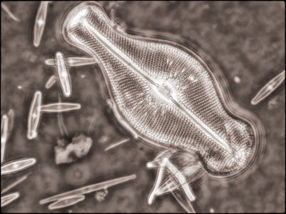 Optiphot Diatoms-2.jpg