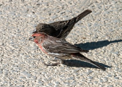 birds in a bush #185.jpg